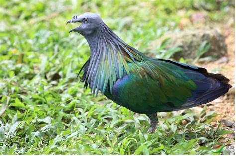 鴿屬|鴿子(鳩鴿科鴿屬鳥類統稱):動物介紹,形態特徵,生活習性,生理特性,。